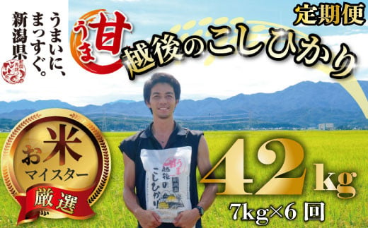 【令和6年産】 新米 コシヒカリ 定期便 7kg 6ヵ月 42kg 甘うま越後のこしひかり 越後 えちご  特別栽培米 新潟 コメ こめ お米 米 しんまい 新潟県 新潟米 新発田市 新発田産 1510802 - 新潟県新発田市