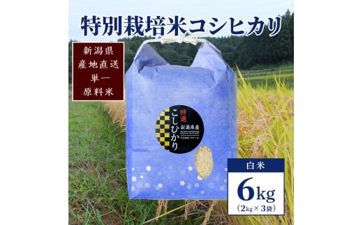 【50セット限定】令和5年産 新潟上越清里産 特別栽培米コシヒカリ6kg(2kg×3袋)白米 こしひかり お米 上越 1249783 - 新潟県上越市