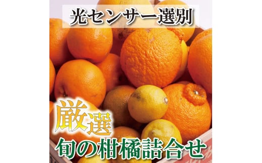 厳選 柑橘詰合せ1.5kg+45g（傷み補償分）【有田の春みかん詰め合わせ・フルーツ詰め合せ・オレンジつめあわせ】【光センサー選別】【ikd183】 1505025 - 和歌山県古座川町