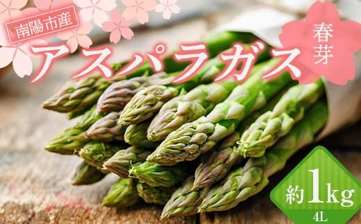 【令和7年産先行予約】 アスパラガス (春芽) 約1kg (4Lサイズ  約15～20本前後) 《令和7年5月～発送》 『生産者 紺野 幸陽』 グリーン 山形南陽産 農家直送 山形県 南陽市 [2244] 1511964 - 山形県南陽市