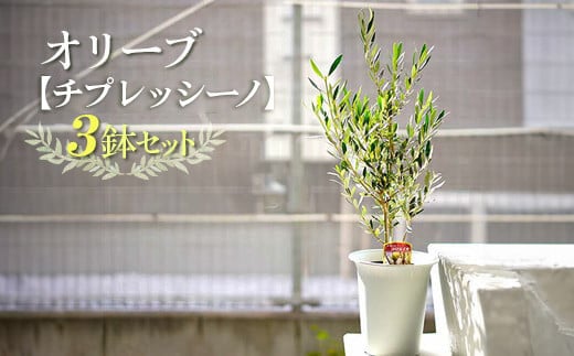 [3鉢セット]オリーブの木 品種:チプレッシーノ 6号鉢 シンボルツリー ※離島への配送不可 | 観葉植物 3本 植物 グリーン オリーブの木 チプレッシーノ 室内 苗 鉢植え シンボルツリー ギフト 贈答 贈り物 プレゼント お中元 お歳暮 直送 農家直送 茨城県 古河市 送料無料 _FC15