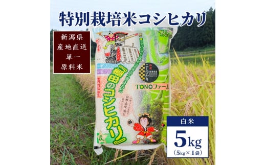 【50セット限定】令和5年産 新潟上越清里産 特別栽培米コシヒカリ5kg(5kg×1袋)白米 こしひかり お米 上越 1249786 - 新潟県上越市