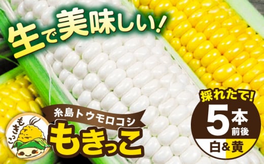 糸島産 トウモロコシ 「もきっこ」 白黄ミックス (5本前後) 糸島市 / 内田農業 とうもろこし コーン [AZH006]