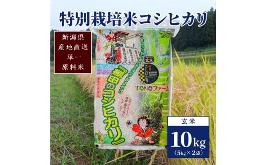 【50セット限定】令和5年産 新潟上越清里産 特別栽培米コシヒカリ10kg(5kg×2袋)玄米 こしひかり 米 上越産