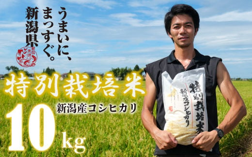 【令和6年産】 新米 コシヒカリ 10kg 5kg 2袋 新潟産 特別栽培米 コシヒカリ 斗伸 新潟県 コメ お米 米 こめ しんまい 新潟米 新潟 新発田 