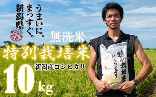 【令和6年産】無洗米 コシヒカリ 10kg 5kg 2袋 新潟産 特別栽培米 コシヒカリ 斗伸 新潟県 コメ お米 米 こめ しんまい 新潟米 新潟 新発田 