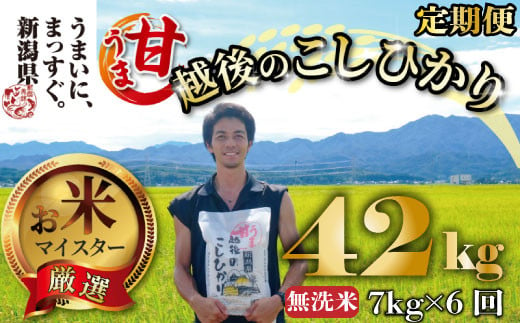 【令和6年産】 新米 無洗米 コシヒカリ 定期便 7kg 6ヵ月 42kg 甘うま越後のこしひかり 越後 えちご  特別栽培米 新潟 コメ こめ お米 米 しんまい 新潟県 新潟米 新発田市 新発田産