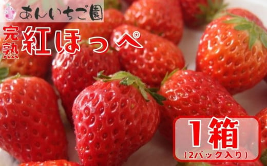 いちご 紅ほっぺ ２パック （ 2025年 1月 以降 発送予定 )  期間限定 人気 果物 フルーツ 新鮮 旬 冬 春 ケーキ ショートケーキ デザート ギフト 贈り物 贈答 イチゴ 苺 ストロベリー 徳島県 吉野川市 あんいちご園 643261 - 徳島県吉野川市