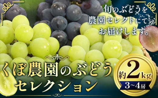 ぶどう セレクション 約 2kg ( 3〜4房 ) くぼ農園 [2025年先行予約][2025年9月上旬-11月下旬頃出荷]マスカット 送料無料 岡山県 浅口市 マスカット フルーツ 果物 贈り物 シャインマスカット ニューピオーネ 瀬戸ジャイアンツ