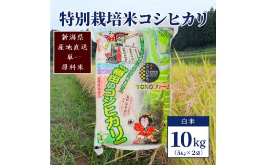 【50セット限定】令和5年産 新潟上越清里産 特別栽培米コシヒカリ10kg(5kg×2袋)白米 こしひかり 米 上越産