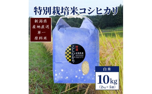 【50セット限定】令和5年産 新潟上越清里産 特別栽培米コシヒカリ10kg(2kg×5袋)白米 こしひかり お米 上越 1249785 - 新潟県上越市