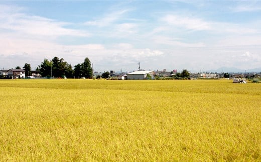 新潟県長岡市のふるさと納税 75-BN101新潟県長岡産特別栽培米コシヒカリ10kg（5kg×2）【2025年2月上旬～下旬発送】