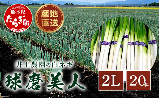 【先行予約】井上農園の白ネギ 「球磨美人」 2Lサイズ×20本 【2024年11月中旬より順次発送】 白ネギ 白葱 ネギ 長ネギ 長葱 ねぎ 鍋 薬味 冬野菜 国産 114-0501 1509005 - 熊本県多良木町