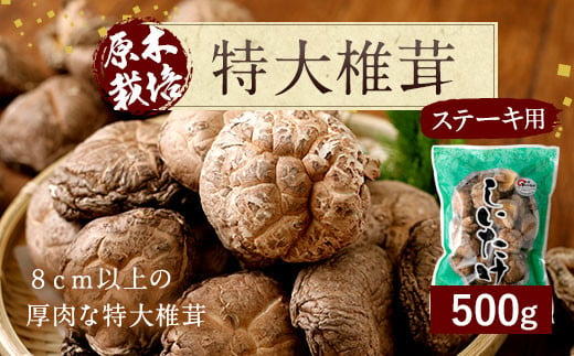 015-155 大分県 豊後大野市産 【ステーキ用】 特大 椎茸 500g しいたけ 312285 - 大分県豊後大野市