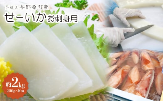 せーいか お刺身用 約2kg(200g×10柵)【1549419】 1494960 - 沖縄県与那原町