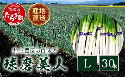 【先行予約】井上農園の白ネギ 「球磨美人」 Lサイズ×30本 【2024年11月中旬より順次発送】 白ネギ 白葱 ネギ 長ネギ 長葱 ねぎ 鍋 薬味 冬野菜 国産 114-0502 1509298 - 熊本県多良木町