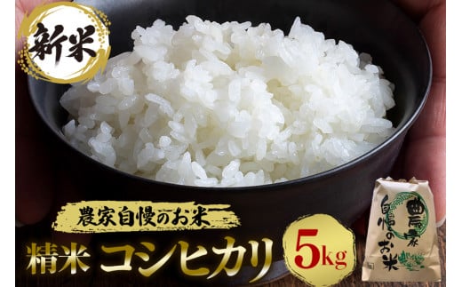 【令和6年産】 精米 コシヒカリ 5kg お米 白米 米 おこめ ブランド米 こしひかり 5キロ 国産 単一原料米 コメ こめ ご飯 銘柄米 茨城県産 茨城 産直 産地直送 農家直送 ふっくら ごはん 一人暮らし 家庭用 茨城県 石岡市 (G398) 1442233 - 茨城県石岡市