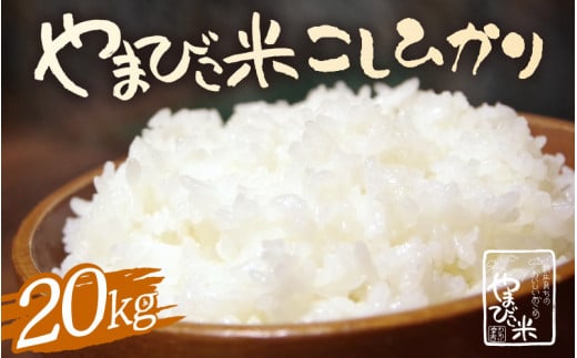 米 令和6年産 コシヒカリ 10kg × 2袋 計20kg 新庄やまびこ米（白米） [m23-d001] 1518868 - 福井県美浜町