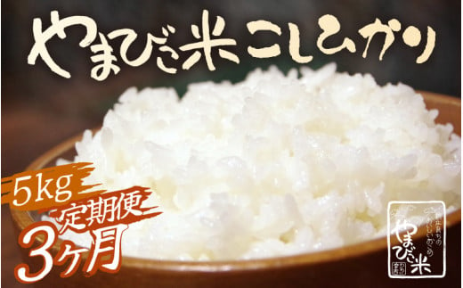 定期便 ≪3ヶ月連続お届け≫ 米 令和6年産 コシヒカリ 新庄やまびこ米（白米）5kg × 3回 計15kg [m23-c002] 1518873 - 福井県美浜町