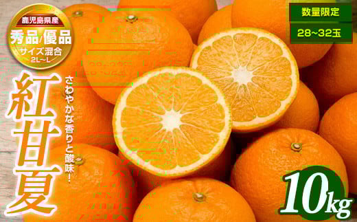 ＜期間・数量限定＞紅甘夏(10kg)国産 鹿児島県産 長島町 フルーツ 柑橘 みかん 紅甘夏 柑橘【鹿児島いずみ農業協同組合】ja-1370R7