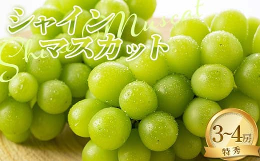 【令和7年産先行予約】 シャインマスカット 2kg以上 (3～4房入り 特秀) 《令和7年9月上旬～発送》 『NOWAフルーツ』 マスカット ぶどう 種なし 果物 フルーツ デザート 山形南陽産 山形県 南陽市 [2247] 1514701 - 山形県南陽市