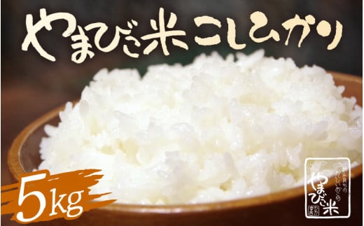 米 令和6年産 コシヒカリ 5kg 新庄やまびこ米（白米） [m23-a008] 1518839 - 福井県美浜町