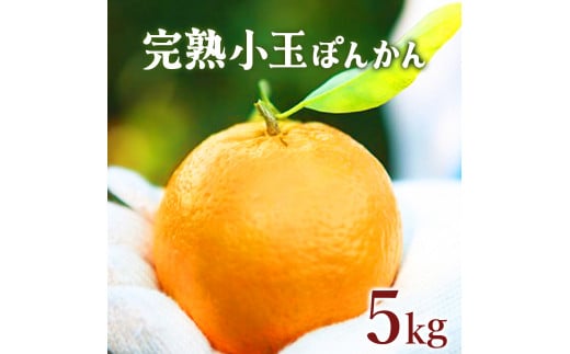 【先行予約】完熟小玉ぽんかん＜5kg＞　F