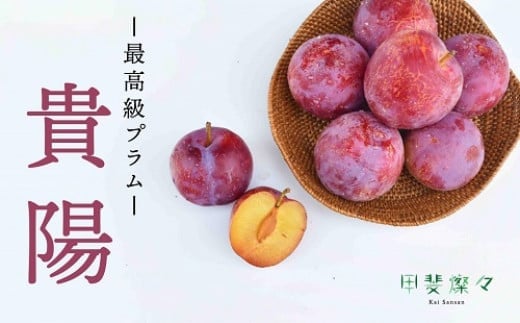 2025年分発送】 高級 貴陽 すもも 8～12玉相当 1.6kg 先行予約 先行 予約 山梨県産 産地直送 フルーツ 果物 くだもの スモモ すもも  新鮮 人気 おすすめ 国産 贈答 ギフト お取り寄せ 山梨 甲斐市 AD-120 - 山梨県甲斐市｜ふるさとチョイス - ふるさと納税サイト