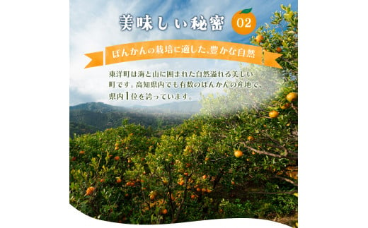 高知県東洋町のふるさと納税 【先行予約】完熟小玉ぽんかん＜5kg＞　F125