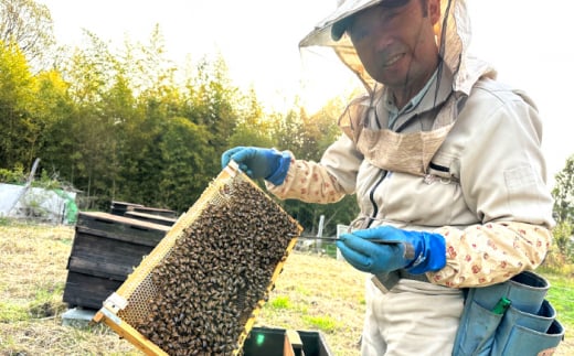 広島県三次市のふるさと納税 升田養蜂場のはちみつ 森の蜂蜜セット 蜂蜜 ハチミツ お取り寄せ グルメ 三次市/升田養蜂場[APAE004]