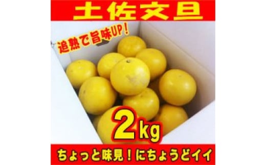 【訳あり】土佐文旦 約2kg 追熟旨味UP 家庭用 サイズ S～2L ブンタン ぶんたん〈2025年2月～発送〉 【グレイジア株式会社】 [ATAC476] 訳あり 不揃い 規格外 623773 - 高知県高知市