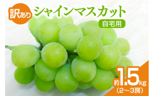 【数量限定・期間限定】 訳あり シャインマスカット 約1.5kg（2～3房） 自宅用 ぶどう ブドウ マスカット 葡萄 【9月中旬～10月下旬発送予定】 56-B 1508820 - 茨城県小美玉市