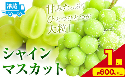 シャインマスカット 約600g以上 (1房) 黒川農園《10月上旬-11月中旬頃出荷》 ぶどう 送料無料 岡山県 浅口市 ぶどう フルーツ 果物 くだもの【配送不可地域あり】