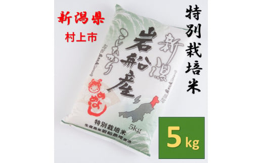 【令和6年産米】特別栽培米  岩船産コシヒカリ5kg　1013005 1509072 - 新潟県村上市