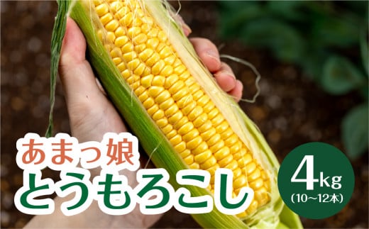 あまっ娘とうもろこし （10本～12本　4.0kg以上） 1519270 - 愛知県田原市