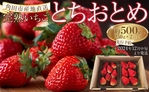 完熟 いちご とちおとめ 500g ( 250g × 2パック ) 苺 イチゴ 果物 くだもの フルーツ 先行予約 ご当地 お取り寄せ 産地直送 朝摘み 人気 おすすめ 宮城