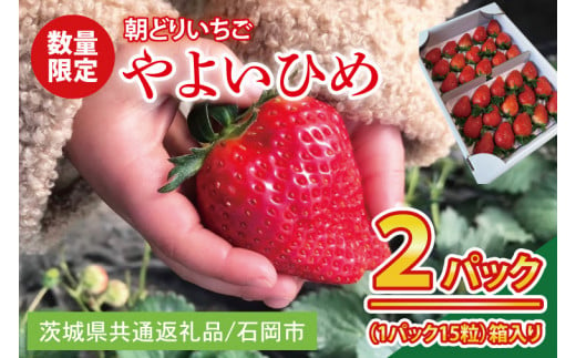 【先行予約】【数量限定】【朝どり】いちご　やよいひめ2パック 2025年２月以降順次発送【茨城県共通返礼品／石岡市】【果物 くだもの フルーツ 苺 イチゴ 完熟 甘い 農家直送】（KU-2） 1446548 - 茨城県水戸市