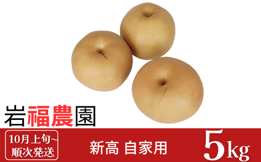先行予約 和梨 新高梨 自家用 5kg [10月上旬～順次発送予定] 新潟県産 訳アリ 梨 [岩福農園]【010P059】 926676 - 新潟県三条市