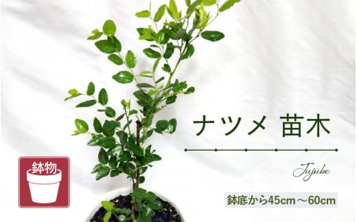 【先行予約】ナツメ苗木（鉢物）【ナツメ 棗 なつめ お花 花 はな フラワー 花 苗 植物 家庭菜園 花壇 プランター ガーデニング観葉植物 園芸 鉢物 】【2025年4月上旬以降順次発送予定】 [m47-a009] 1738313 - 福井県美浜町