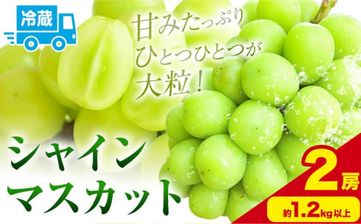 シャインマスカット 約600g以上 (2房) 黒川農園《10月上旬-11月中旬頃出荷》 ぶどう 送料無料 岡山県 浅口市 ぶどう フルーツ 果物 くだもの【配送不可地域あり】