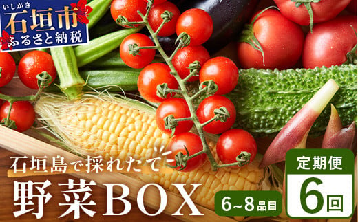 石垣島産 野菜BOX【６回定期便】（６~８種類）季節ごとに野菜パワーをあなたに！！CK-3 1511588 - 沖縄県石垣市