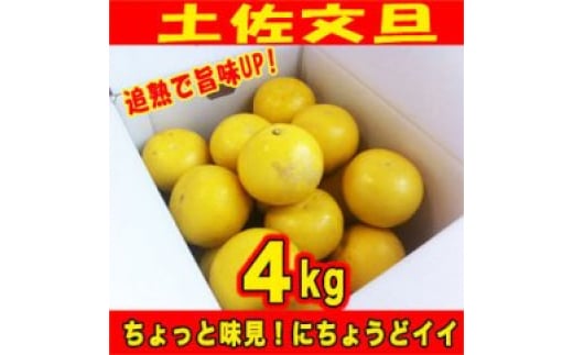 【訳あり】土佐文旦 約4kg 追熟旨味UP 家庭用サイズ S～2L ブンタン ぶんたん 〈2025年2月～発送〉【グレイジア株式会社】 [ATAC475] 訳あり 不揃い 規格外 623772 - 高知県高知市
