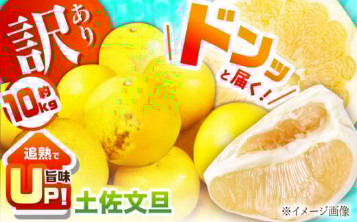 【訳あり】土佐文旦 約10kg 追熟旨味UP 家庭用サイズ S～2L ブンタンぶんたん 〈2025年2月～発送〉 【グレイジア株式会社】 [ATAC474] 訳あり 不揃い 規格外 623770 - 高知県高知市
