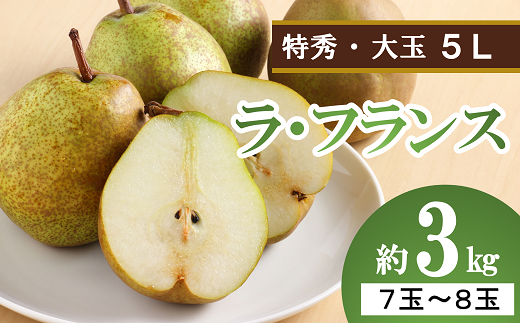 【令和7年産先行予約】 大玉ラ・フランス 約3kg (7～8玉 特秀 5L) 《令和7年10月中旬～発送》 『生産者 沼澤 裕太』 ラフランス 西洋梨 洋なし 果物 フルーツ デザート 山形南陽産 山形県 南陽市 [2249-R7]