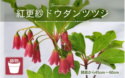 【先行予約】紅更紗ドウダンツツジ（鉢物）【2025年4月上旬以降順次発送予定】【つつじ ツツジ お花 花 はな フラワー 花 苗 植物 家庭菜園 花壇 プランター ガーデニング 観葉植物 園芸 鉢物 】 [m47-a010] 1899359 - 福井県美浜町