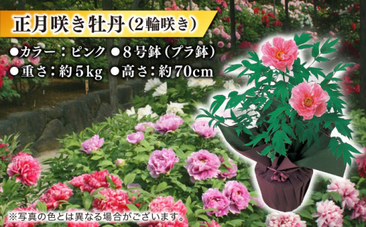 ボタン ぼたん 牡丹 高麗人参 鉢植え 庭 ガーデニング 島根 松江 おすすめ