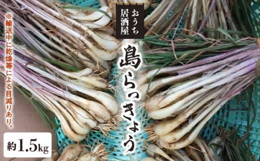 【2025年先行予約】おうち居酒屋。島らっきょう 約1.5kg/沖永良部島産【4月初旬～7月下旬】　W009-030u-02 1517237 - 鹿児島県和泊町