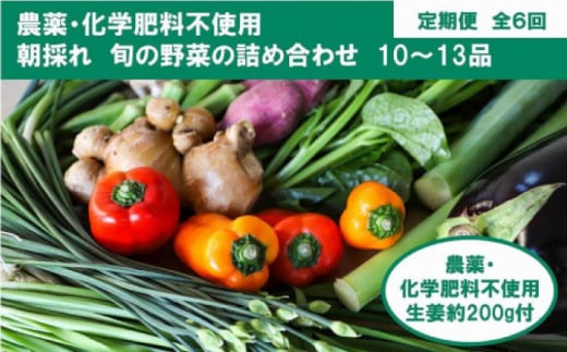 【全6回定期便】 土佐の太陽をいっぱいに浴びた旬の野菜と生姜約200gのセット「大」 (6回配送)【土佐野菜】 [ATBA015] 454249 - 高知県高知市