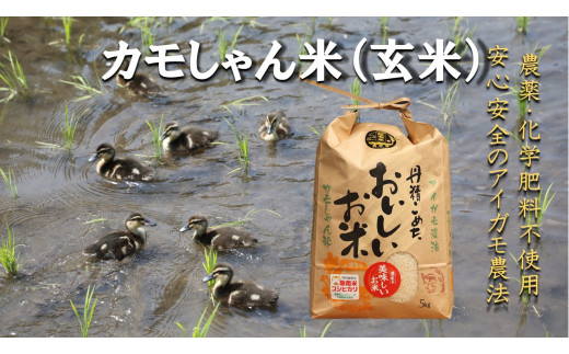 【令和6年度産】コシヒカリ （玄米）カモしゃん米　5kg 【 アイガモ あいがも 合鴨 かも カモ コシヒカリ お米 農家直送 無農薬 化学肥料不使用 玄米 安心 安全 新米 令和6年度産 島根県飯南町 A-151 】 1511547 - 島根県飯南町