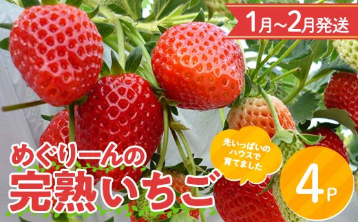 【数量限定】【1月～2月発送】 産地直送! めぐりーんの完熟いちご（章姫） 4パック F4N-0104 985082 - 岐阜県中津川市